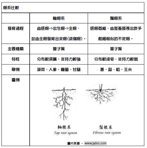 根的種類|根的種類